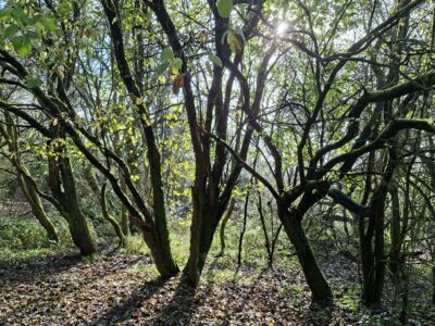 Newlands Corner on the way back home