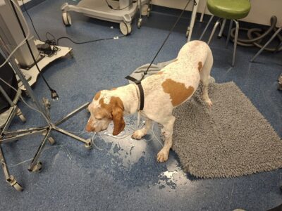 classic GDV at midnight on New Year's Eve - before surgery