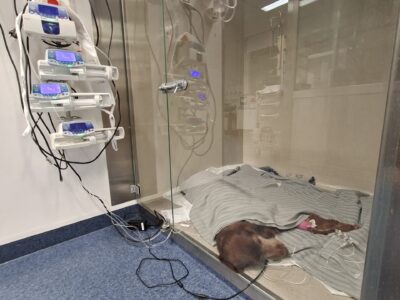 ICU at the SLU hospital