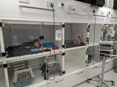 cattery at Vets Now Guildford