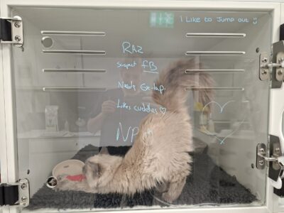 Needs ex-lap... likes cuddles :)