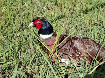 pheasant