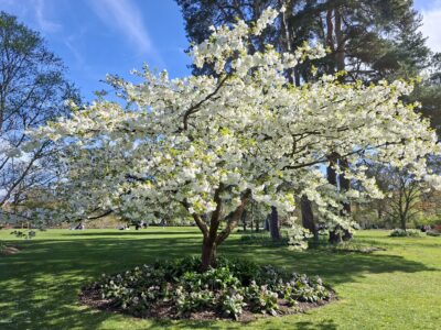 sakura blossom - on the walk
