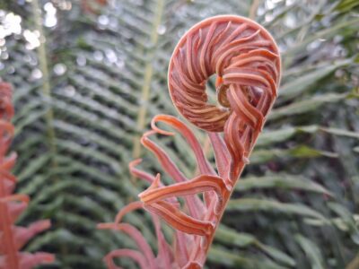 RHS Garden Wisley