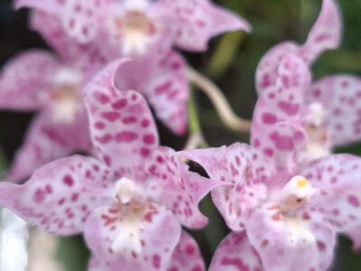 orchids