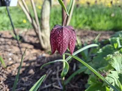 a flower with a chessboard pattern