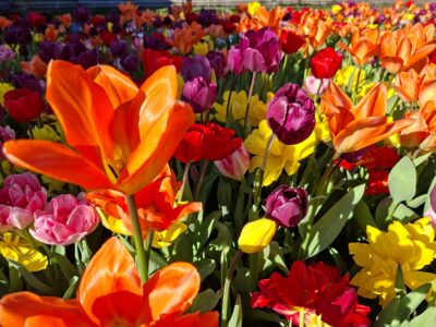 tulips