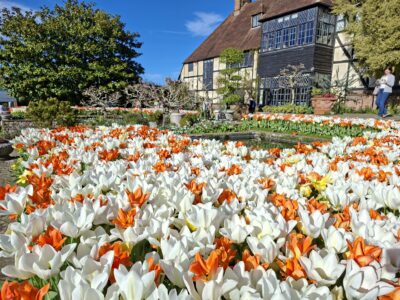 tulips