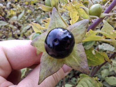 Atropa Belladonna