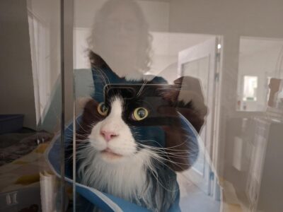 Awake Animal Hospital (3)