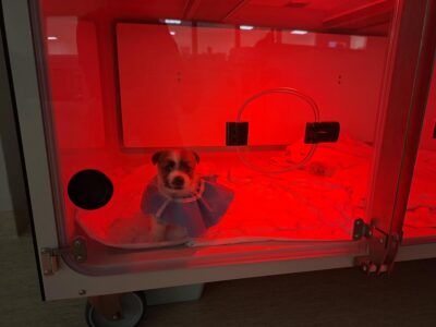 Awake Animal Hospital