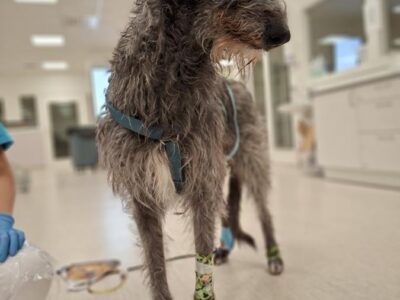 Awake Animal Hospital (5)